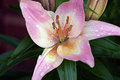 iris4.jpg