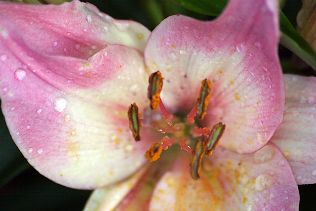 iris6.jpg