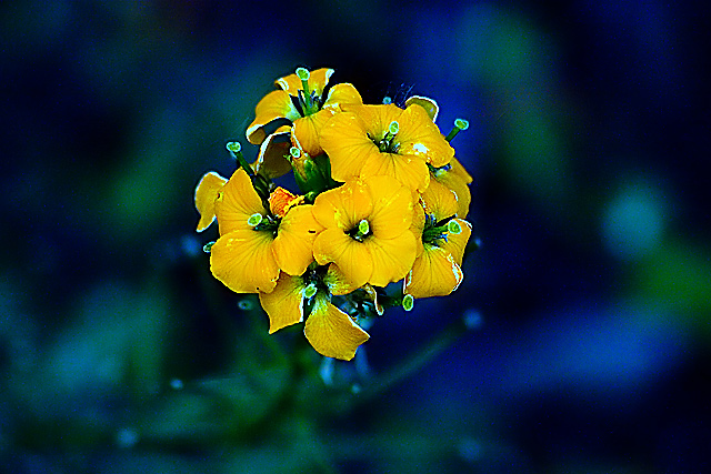 Wildflower