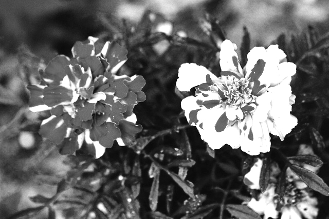 Opposites Attract B&W