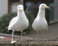 Birds on a wall