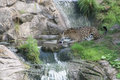 Jaguar 1
