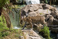Jaguar 2