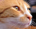A portrait of Charlie the cat