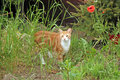 Charlie in the garden