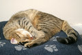 Missy In Bed