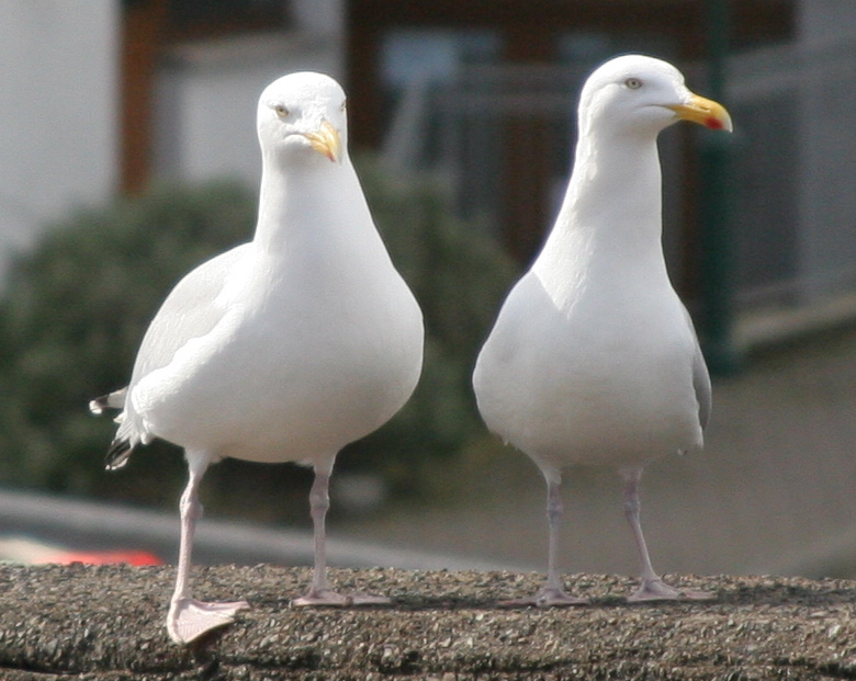 Birds on a wall