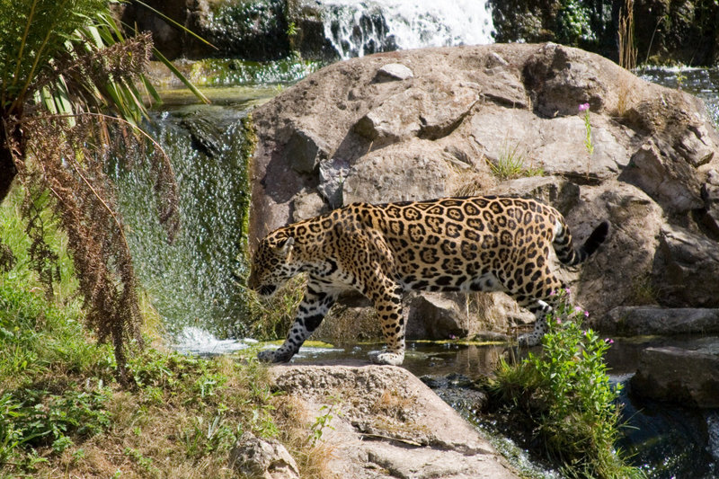 Jaguar 2