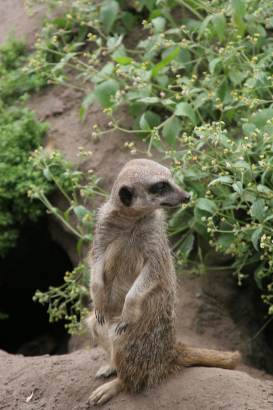 Meercat