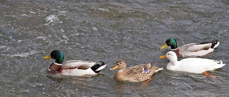 Follow the leader