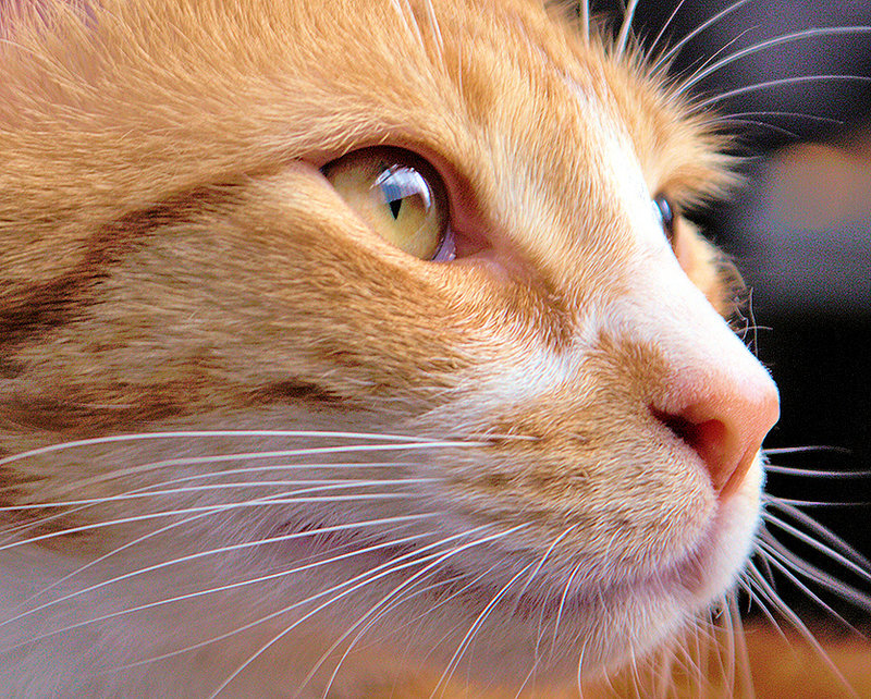 A portrait of Charlie the cat