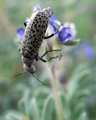 Ugly Bugly Feasting on Dwarf Lupine