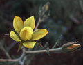 They Call Me Mellow Yellow