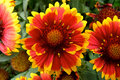 Cheery Gaillardia