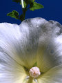 Hollyhock