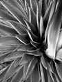 Dying Century Plant