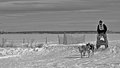 Week 11: Sled Dog Races at Mormon Lake