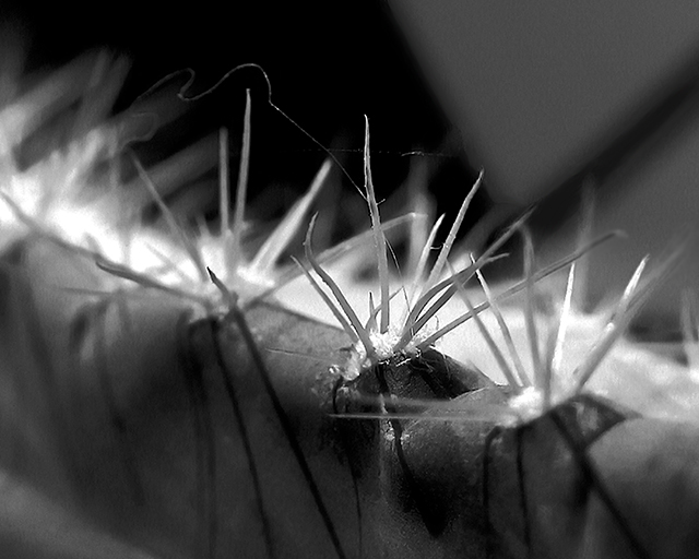 Spine, Web, and Hair
