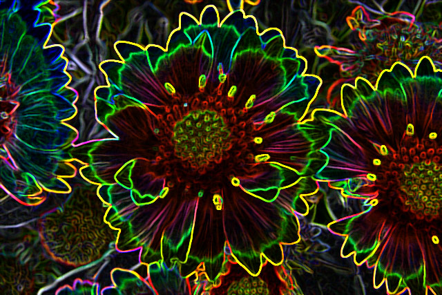 Neon Gaillardia