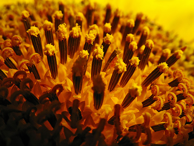 Journey to the Center of the Sun(flower)