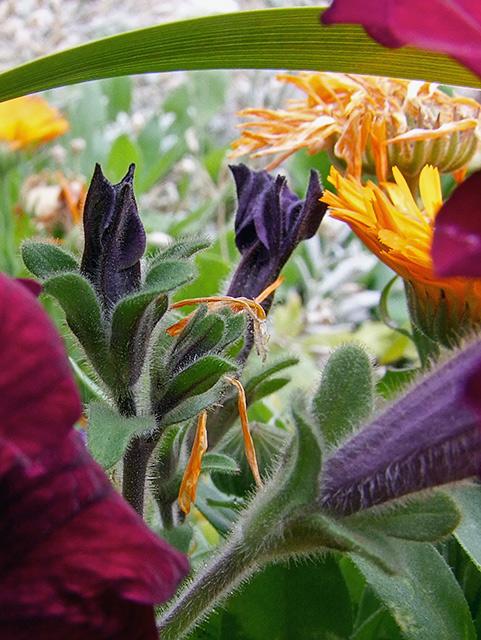 Garden Fiesta