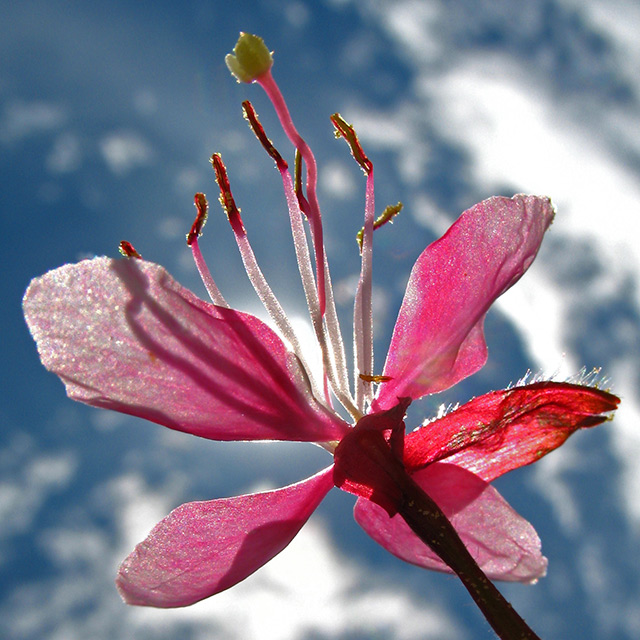 Pink Gaura