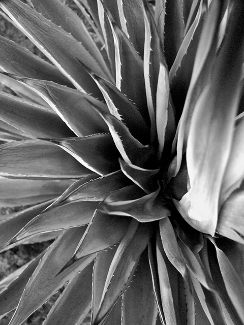 Dying Century Plant