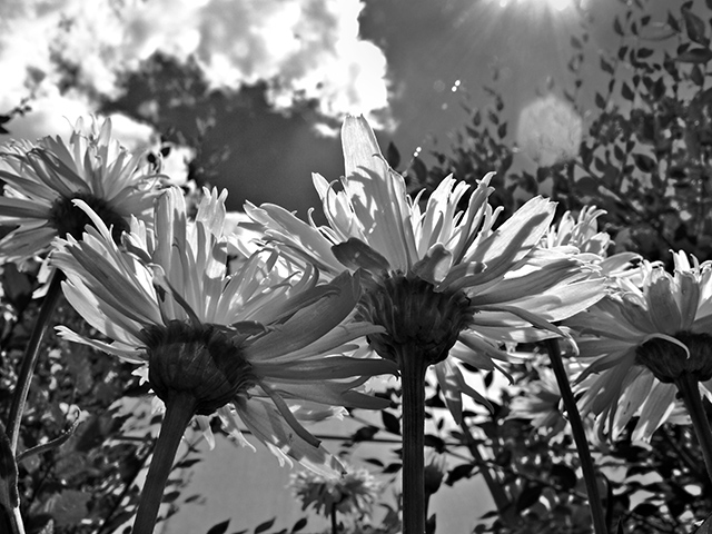 Summer Flowers