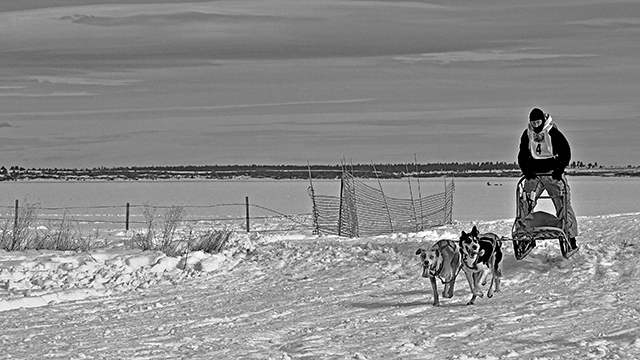 Week 11: Sled Dog Races at Mormon Lake