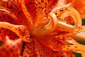 Cloes up Tiger Lilly