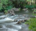 Water jungle