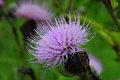 Wild flower_1