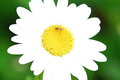 Flower bee