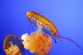JellyFish_1