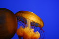 JellyFish_2