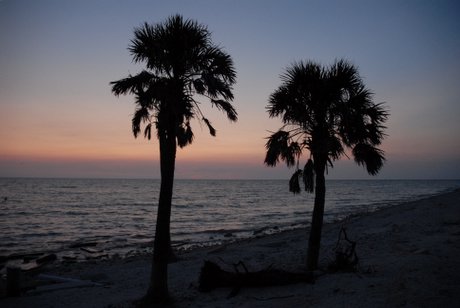 Palm Trees at Sunset