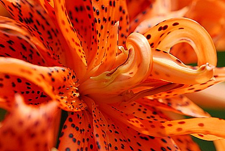 Cloes up Tiger Lilly
