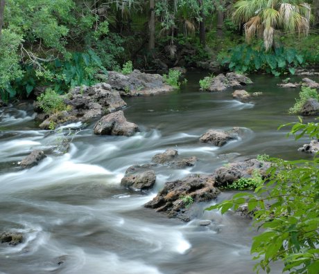 Water jungle