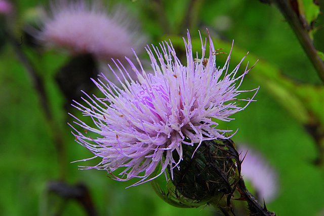 Wild flower_1