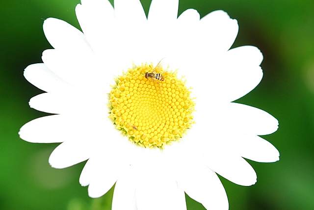 Flower bee