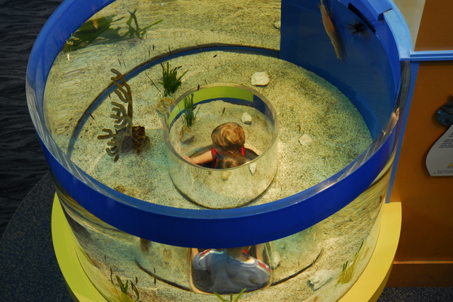 Fish tank kids