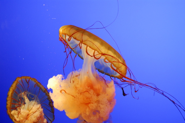 JellyFish_1