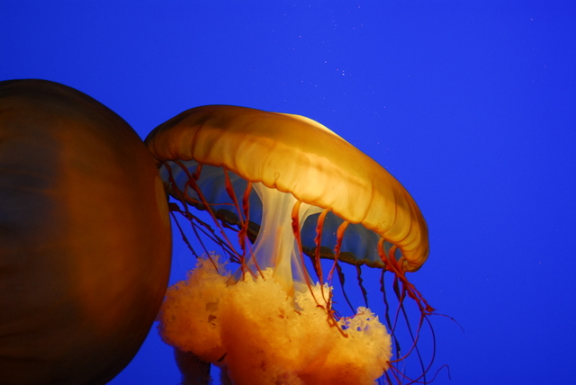 JellyFish_2