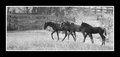 dpchallenge3horses.jpg