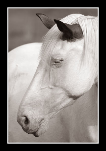 sidehorsedpc.jpg