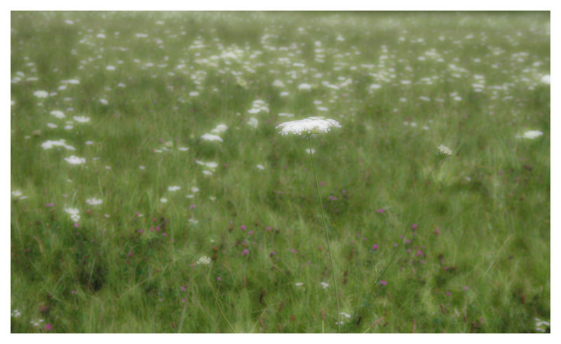 feild of dreams2.jpg