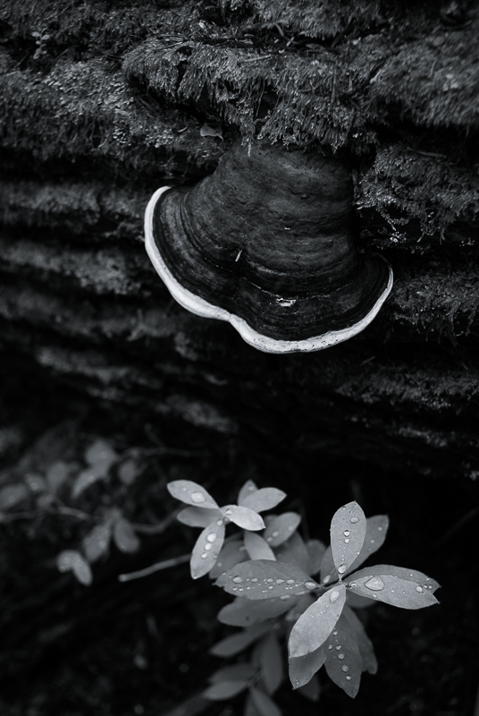 Wood Mushroom