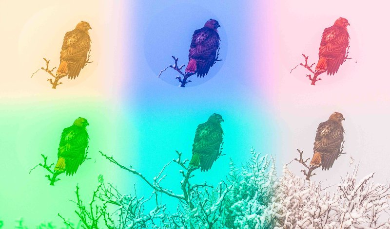 Birds