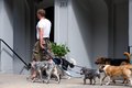 Dog walker