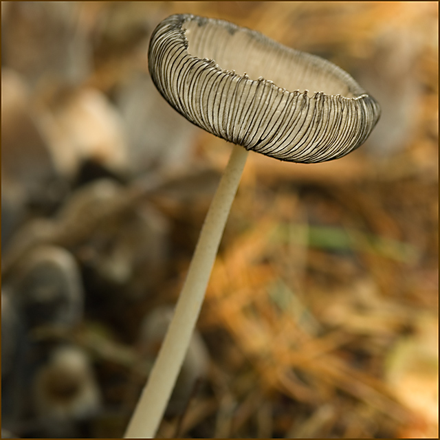 macro-day-2.jpg